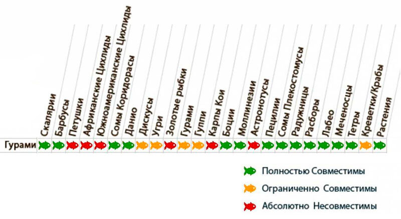 Таблица совместимости гурами с другими аквариумными обитателями.