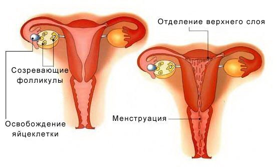 Менструация — Википедия