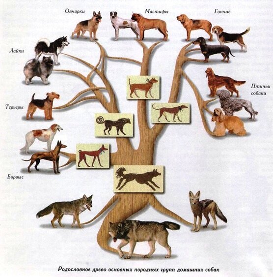 Предположительные истоки основных породных групп (источник фото: refilanty.ru)