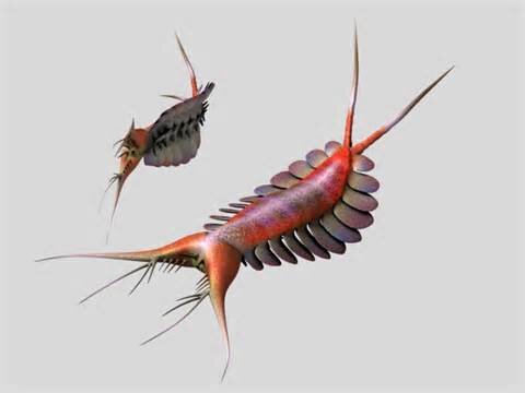 Вот так выглядела эта милая зверушка Kerygmachela kierkegaardi по мнению палеонтологов