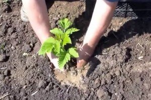 Согласно научным утверждениям, движения соков по кусту начинается после того, как весной оттаял грунт. С этого момента до лета устанавливается устойчивая погода, которая может быть как жаркой, так и засушливой. Поэтому если у вас запланирована посадка малины на тот же июнь месяц, определите наилучшее время для засаживания участка.