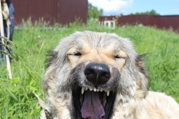 Вот эта злобная пасть, кстати - обычное зевание