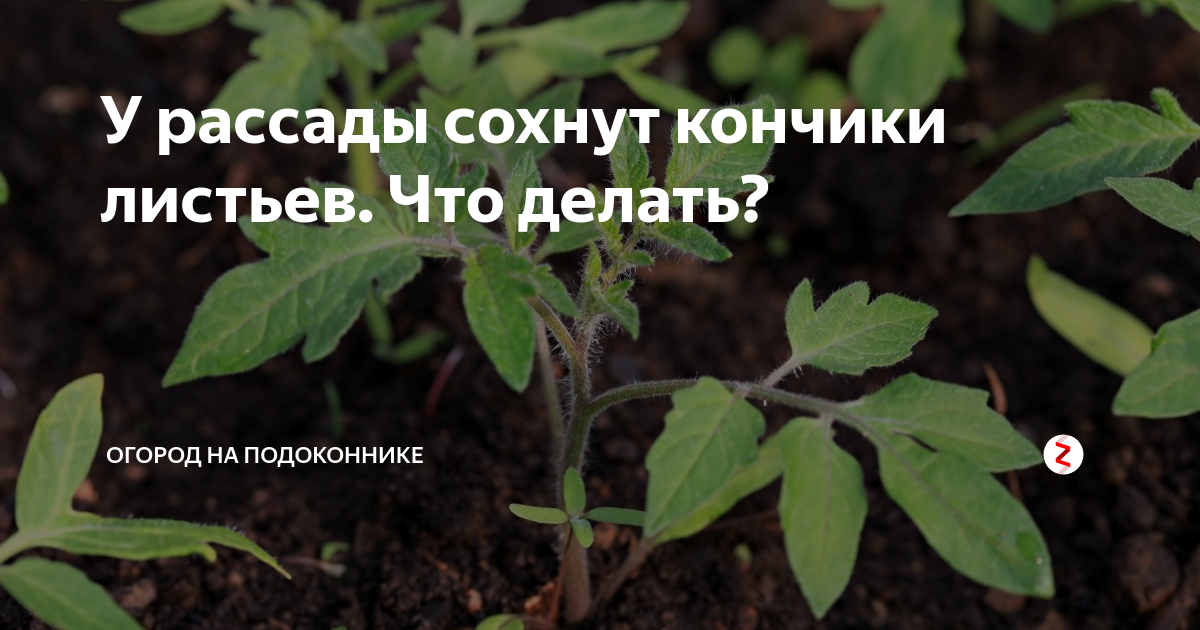 Почему желтеет рассада томатов на подоконнике. У рассады томатов сохнут кончики листьев. Подсыхают кончики листьев у рассады томатов. Рассада помидор отсыхают листья. Вянут концы листьев у рассады томатов.