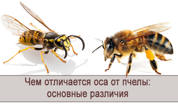Шмель и пчела отличия в картинках
