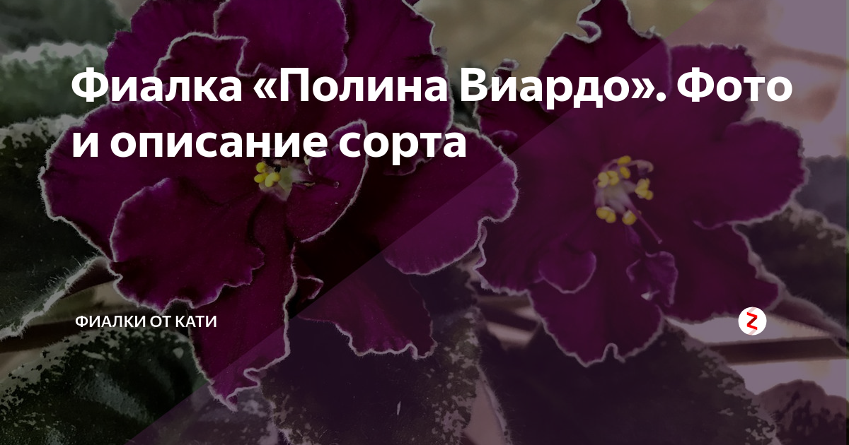 Фиалка полина фото и описание сорта Фиалка "Полина Виардо". Фото и описание сорта Фиалки от Кати Дзен