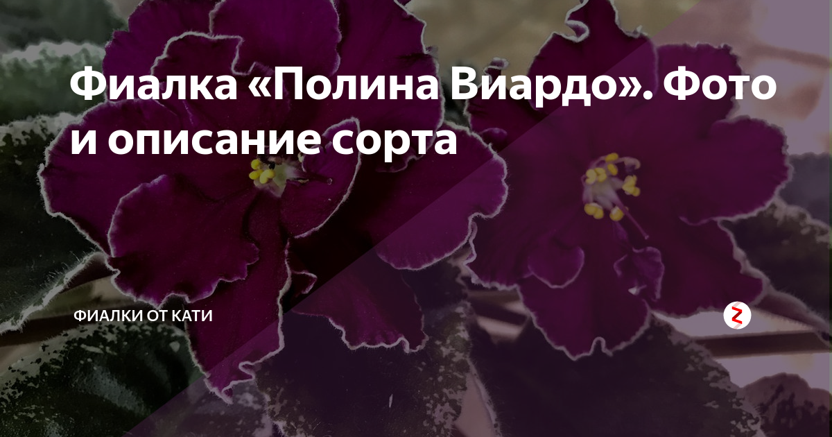 Фиалка сорт полина виардо фото