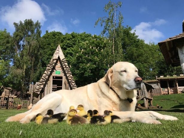 Лабрадор Фред усыновил утят 9 утят 