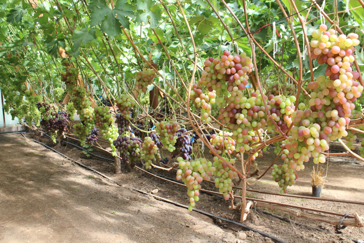 Выращивание винограда средняя полоса. Ломиаури виноград. Виноград в средней полосе.