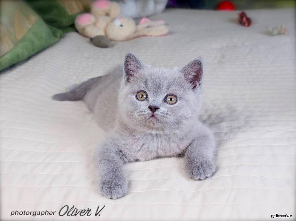 Британский кот Basilio High Class*RU голубого окраса в возрасте 8 недель
