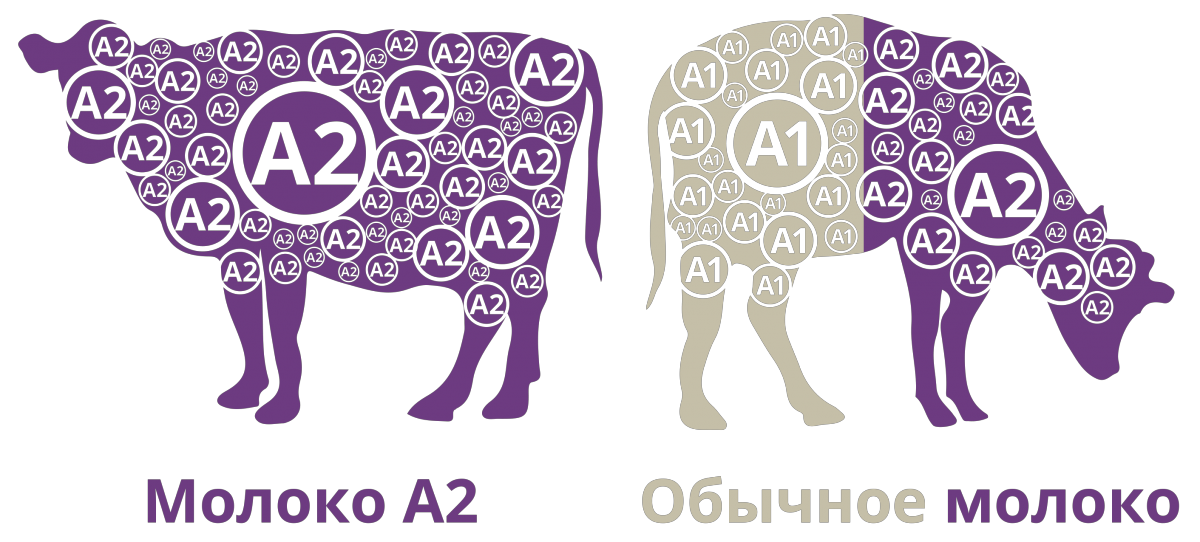 Между молоко. Молоко а2. Молоко а2 логотип. Молоко а2 что это за молоко. Молоко 1%.