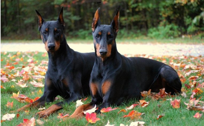 Доберман