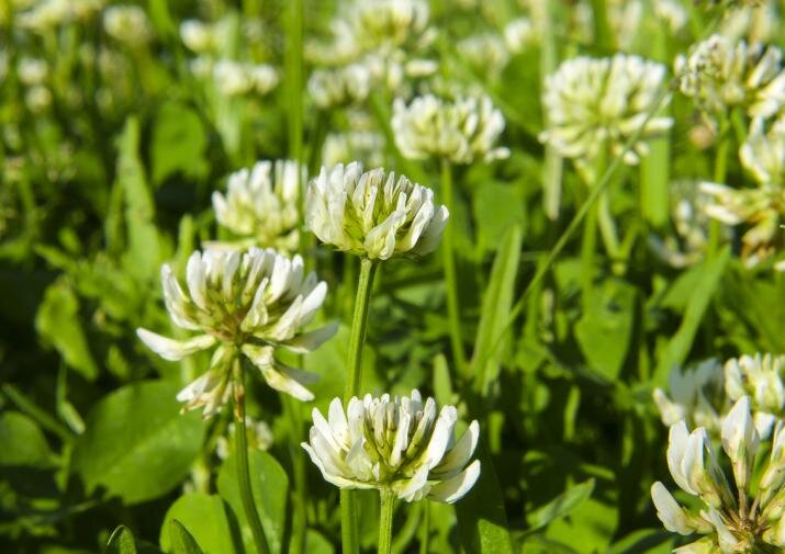 бобовые культурные растения. горох семейство мотыльковые. класс двудольные мотыльковые. семейство мотыльковые бобовые плод. клевер и соя.