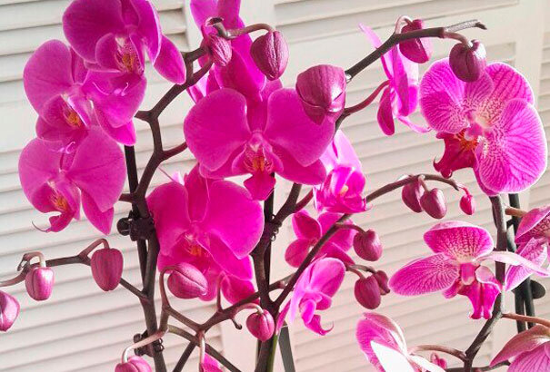 Что делать, чтобы зацвела орхидея