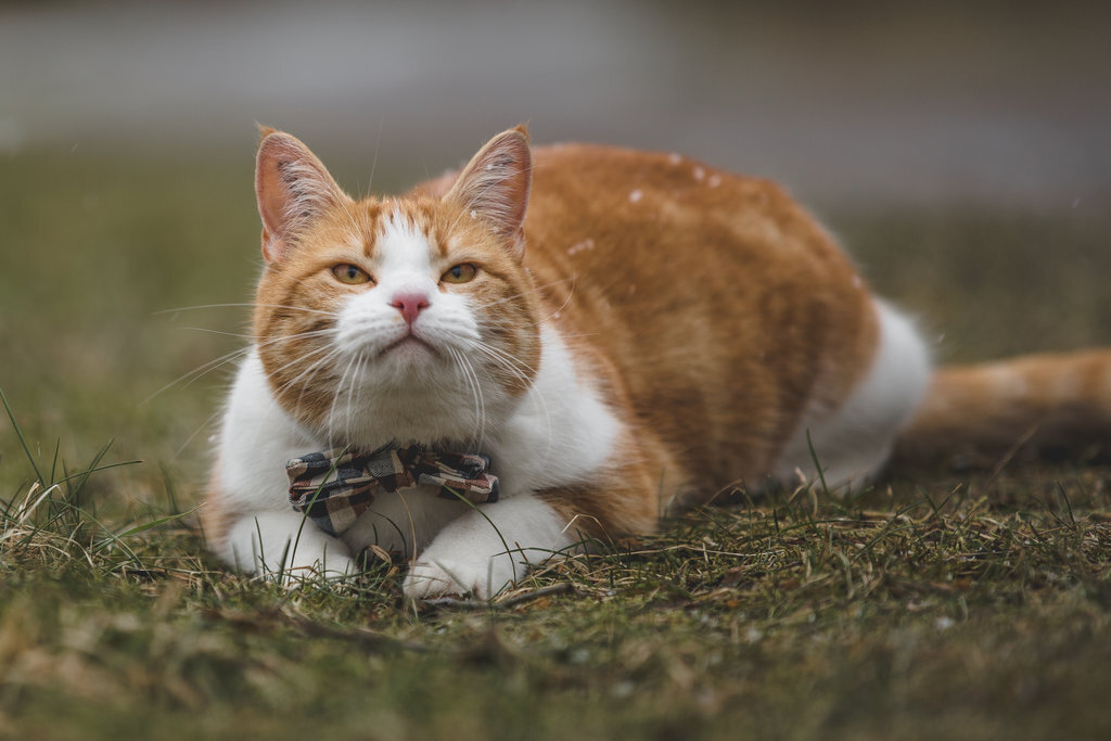 Фото рыже белых. Рыже белый кот. Рыже белые коты. Рыжий красивый кот на белом. Рыжая кошка с белыми лапками.