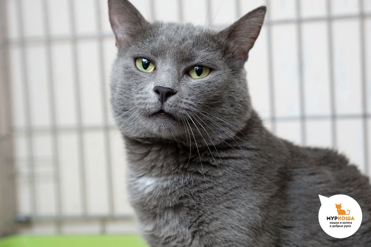 кот тима. котопоиск. фото для тимы коты\. котики для тимы. фото кота тима.