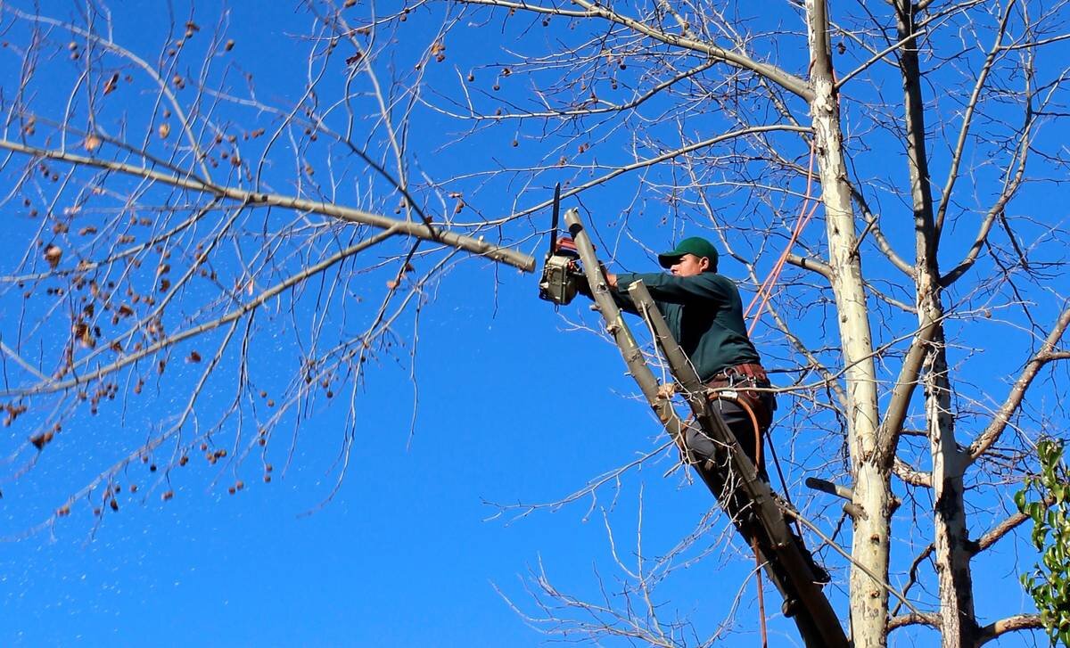 Фото: https://pixabay.com/ 