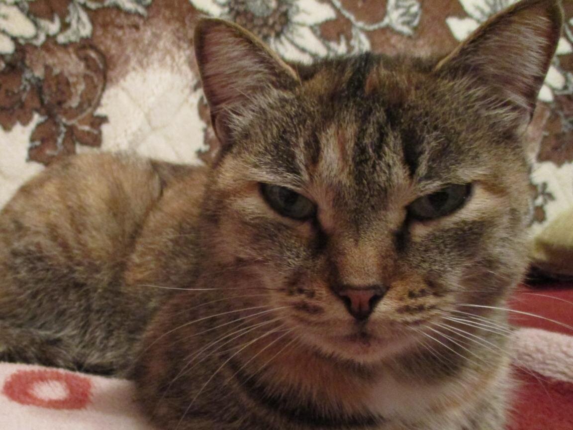 Королева Матильда