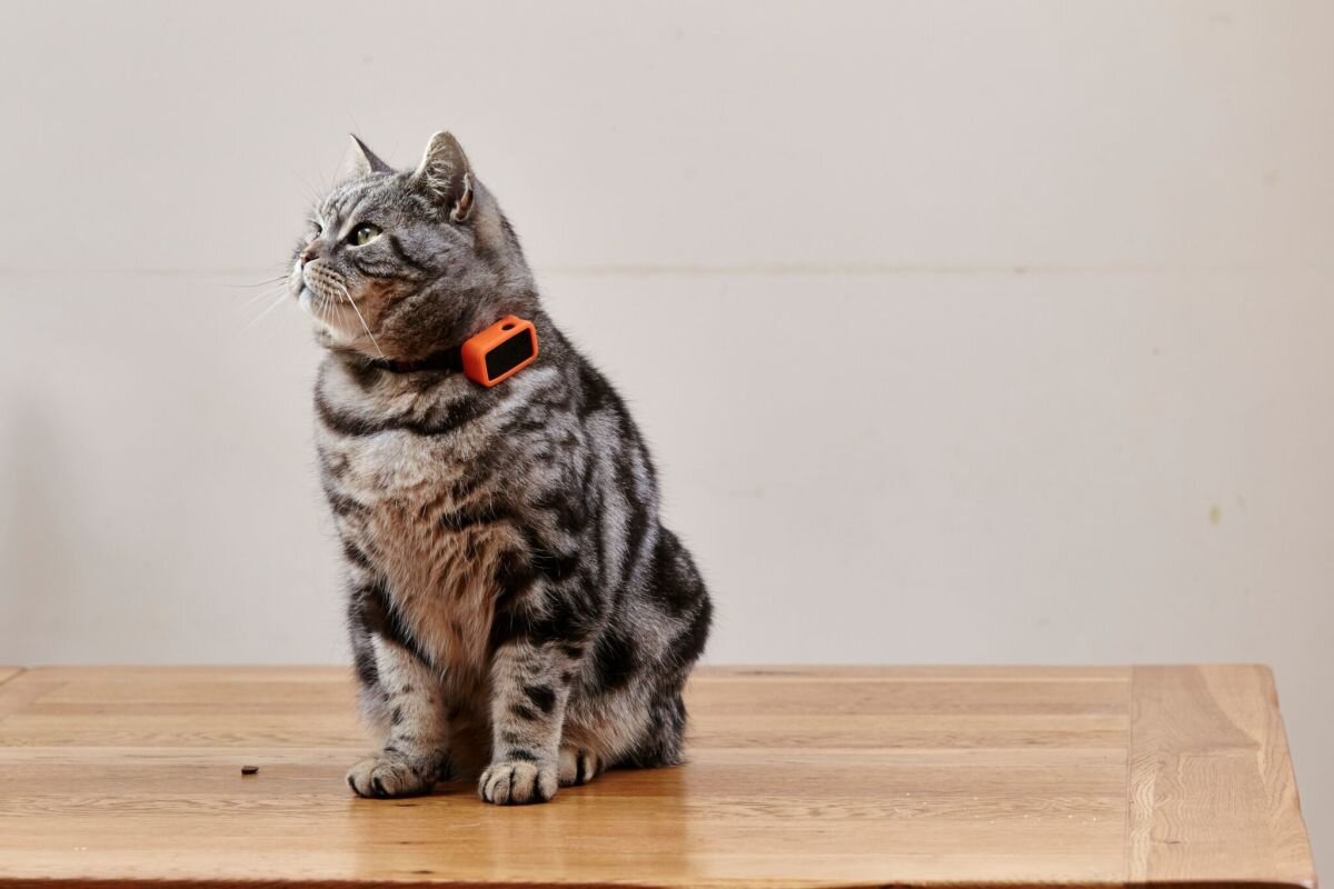 Как не потерять кота, себя и смысл жизни: GPS-трекеры для животных |  ICHIP.RU | Дзен