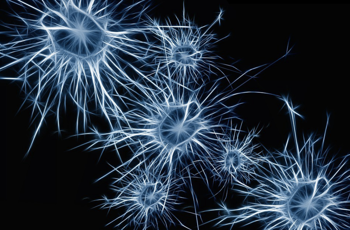 Реакция нейронов.