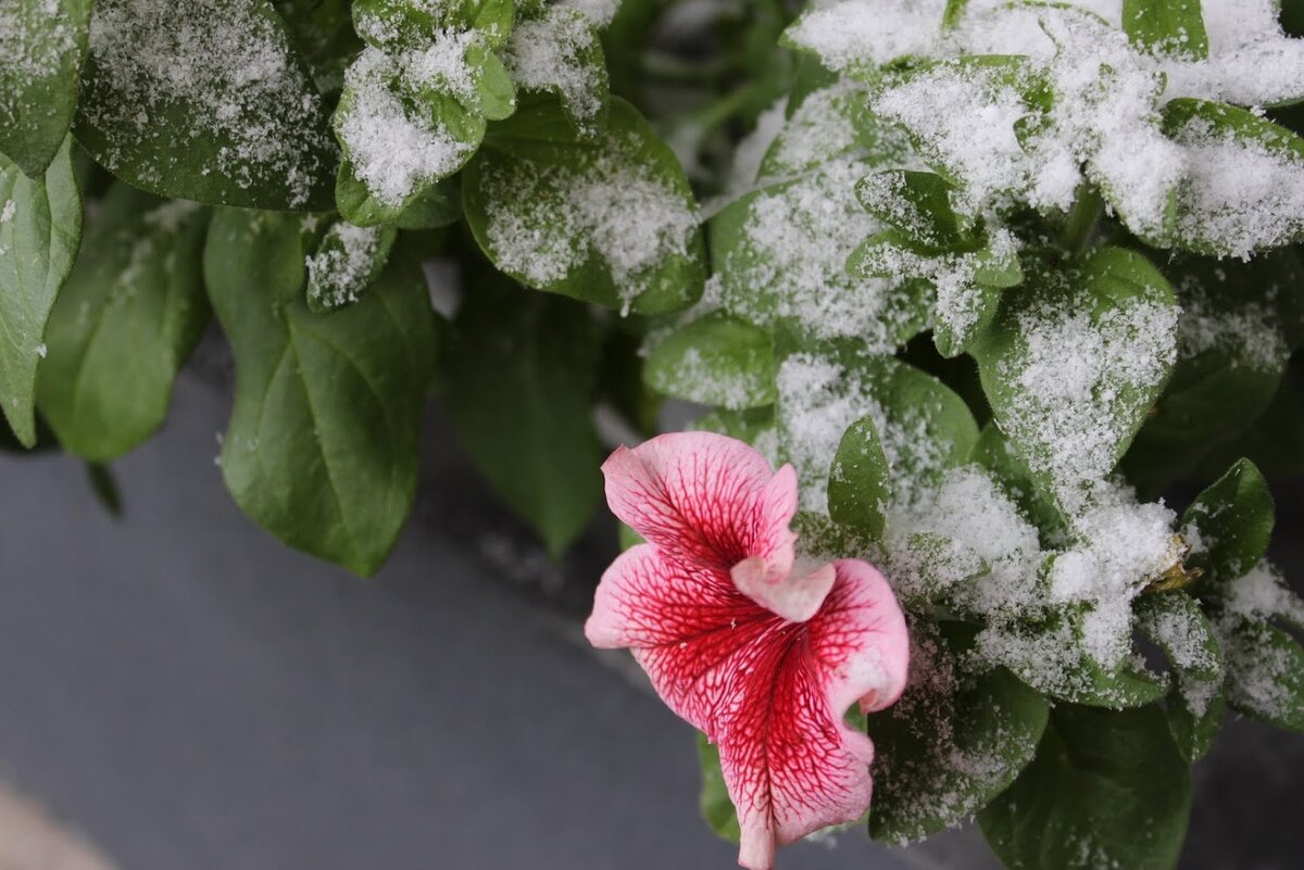 Снегопад в конце ноября 2016 года - трое суток непрерывно валил снег, при этом температура воздуха на улице была плюс 10 градусов. Квартира на это реагирует печально... - промерзают стены, от них реально веет холодом.