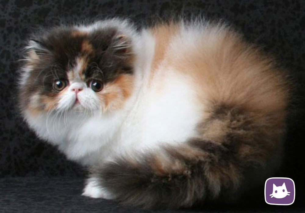 Метовые персы. Трехшерстная Персидская кошка. Персидский Пекинес кот. Котята экзоты длинношерстные. Кошка перс экзот трехцветный.