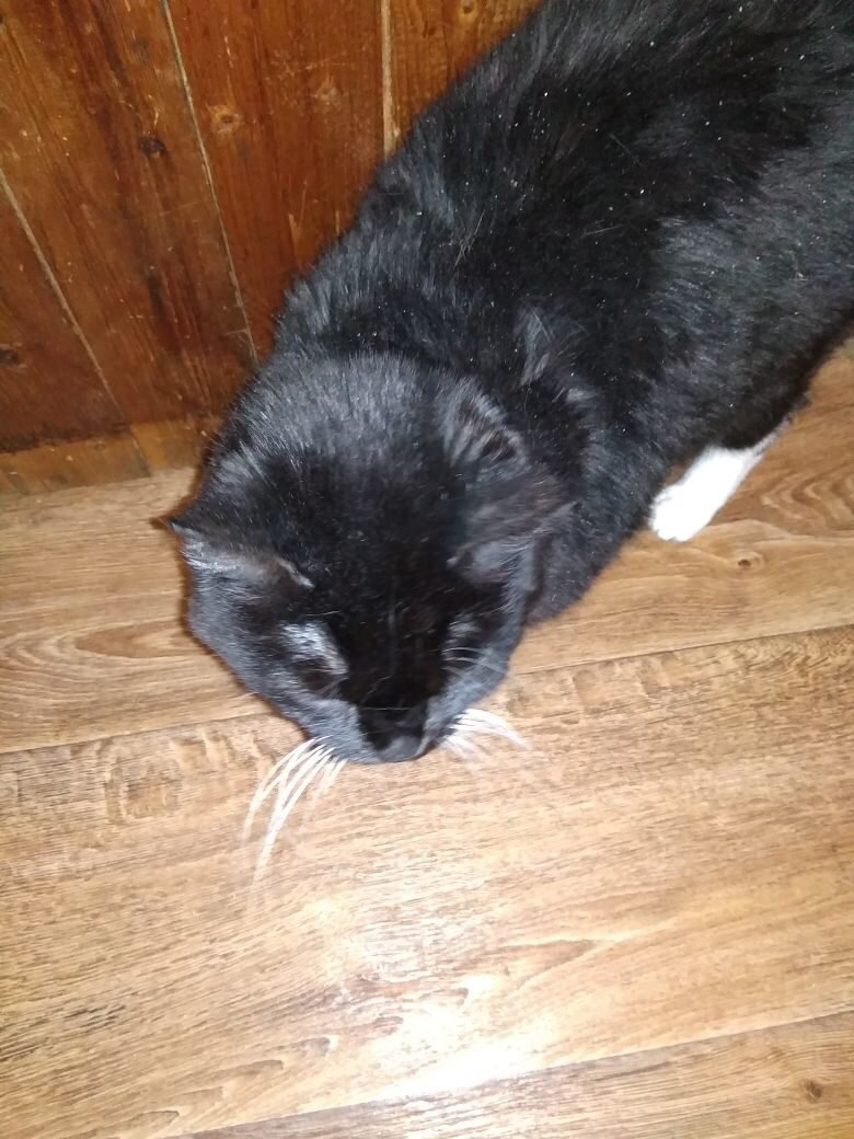 Недовольная Вяфка: разбудили и фотографируют зачем-то.