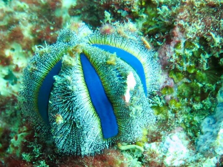 Подводный мир Симилан