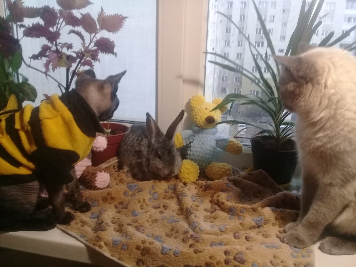 О_о! о_О! О_О!!! Что за странный кот?! Почему у него такие большие уши! 