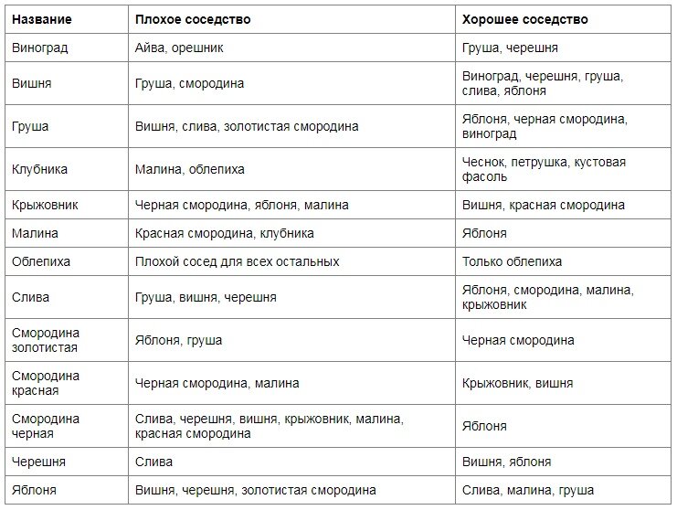 Опасное соседство: никогда не сажайте эти деревья и кустарники рядом!