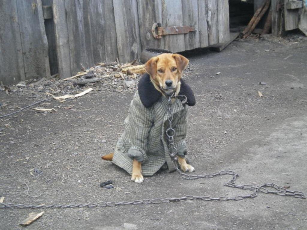 Пес в пальто