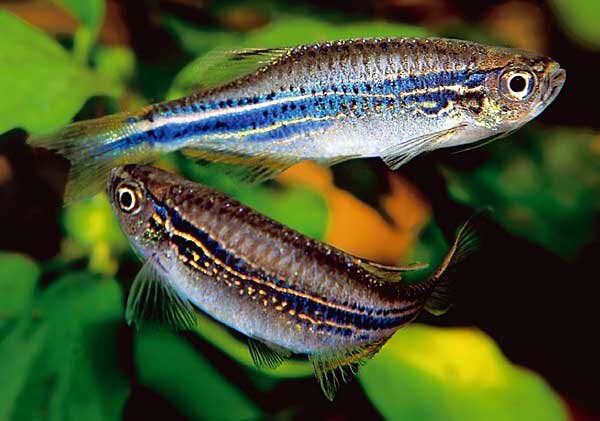 Источник фото: my-fish.org  