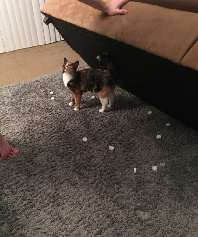 lapyhvost.umoritelno.com 