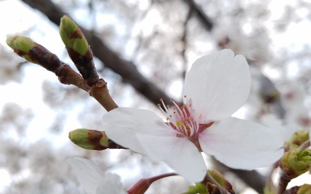 Спокойный, относительно равномерный фон не отвлекает внимание от цветка