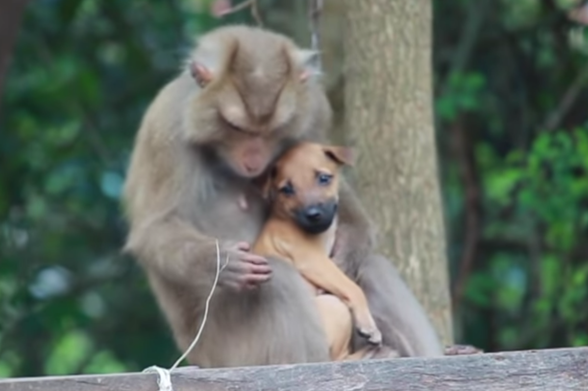 Кадр видео youtube.com/Monkey MADNESS