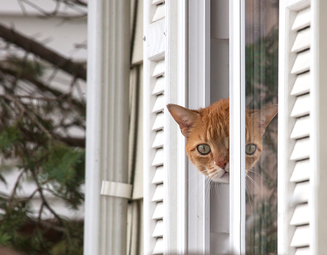 Разговор оборвался и подполковник выглянул в окно. Кот выглядывает из окна. Рыжий кот выглядывает из окна. Кот выглядывает в окно. Кгтик выглядывает в окно.