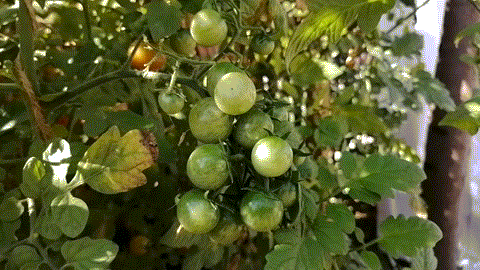 А это милые черри