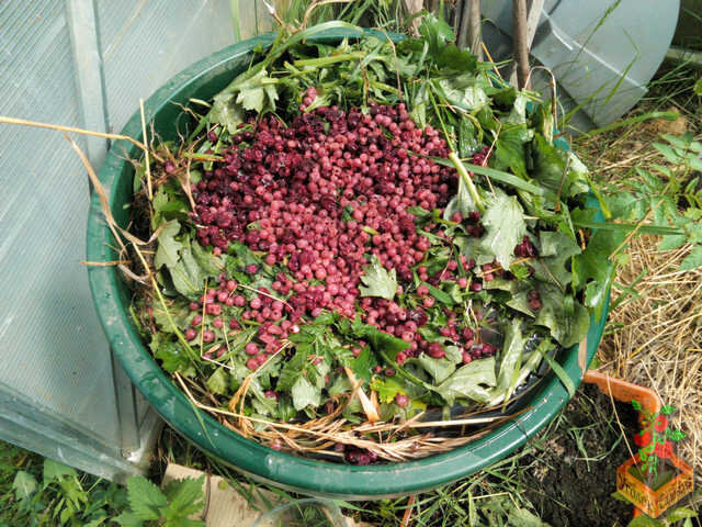 Закладываем старое варенье