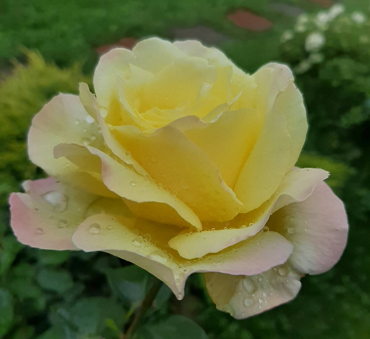 Мадам Мейян. Ч/г роза. 