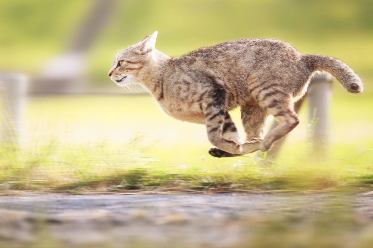 Какова скорость кошки? | Мир домашних животных | Дзен