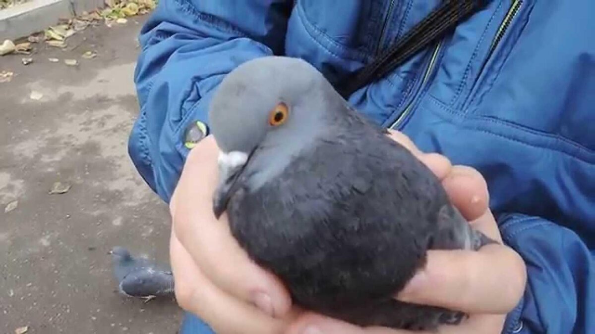 Обычный сизый голубок