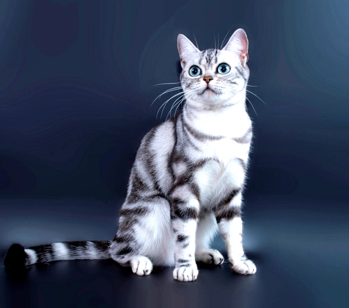 Какие большие круглые глаза! (все изображения взяты из открытых источников)