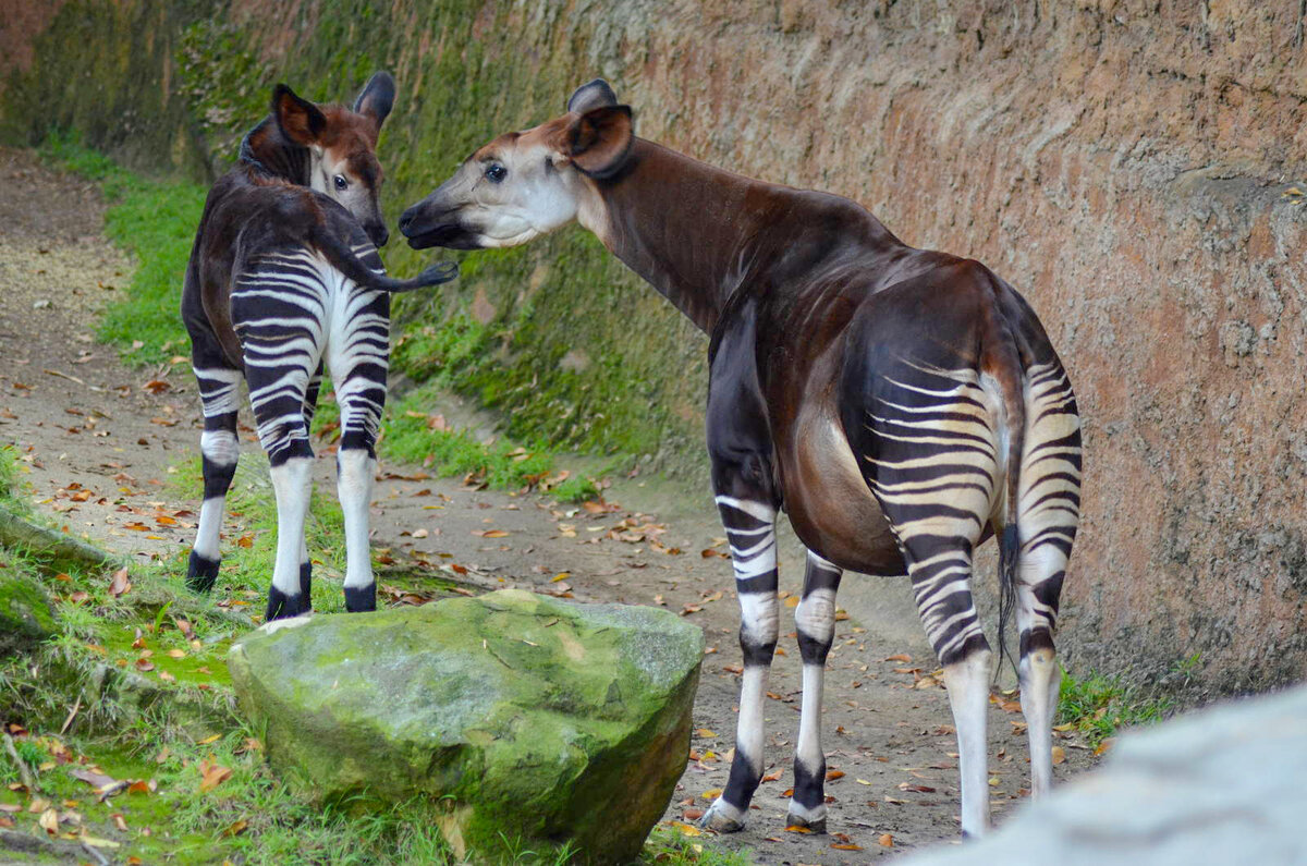 Okapia johnstoni