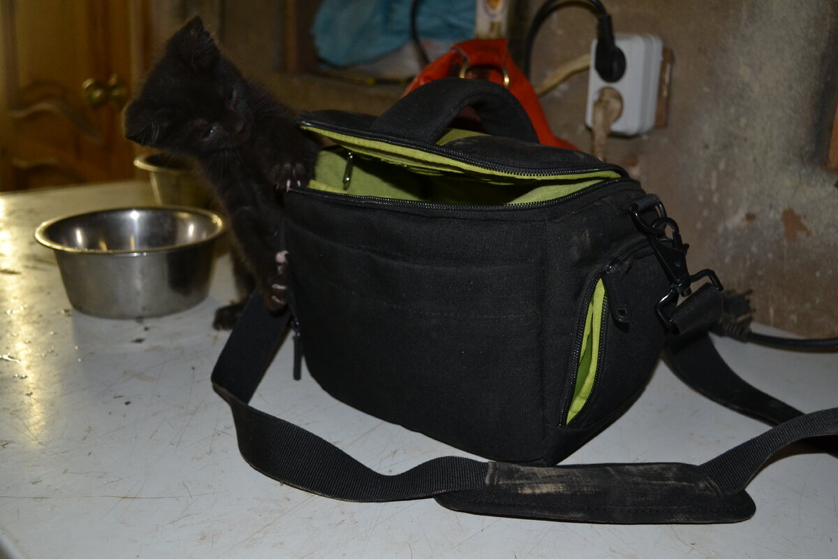 Очень ему нравилось залазить в сумку и там играть