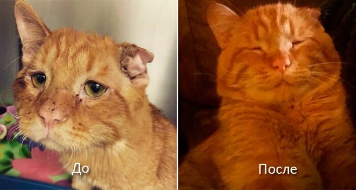 Источник: www.instagram.com/benbencatcat