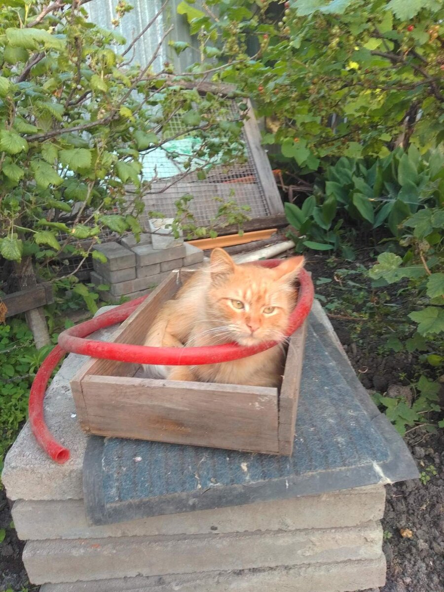 Вот так он любил сидеть в ящике из-под рассады.