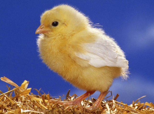 фото pbs.twimg.com/media/EFP5YzZWsAEfVIz.jpg