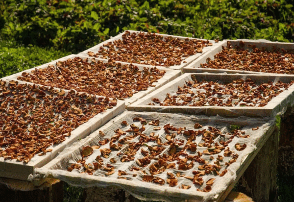 Способы сушки грибов (источник фото: Яндекс.Картинки)