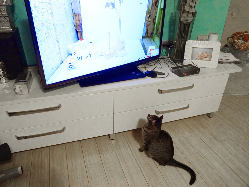 Оказывается, кошка прекрасно видит и различает изображение на экране телевизора. Лично проверил. Бориска смотрит кино.…