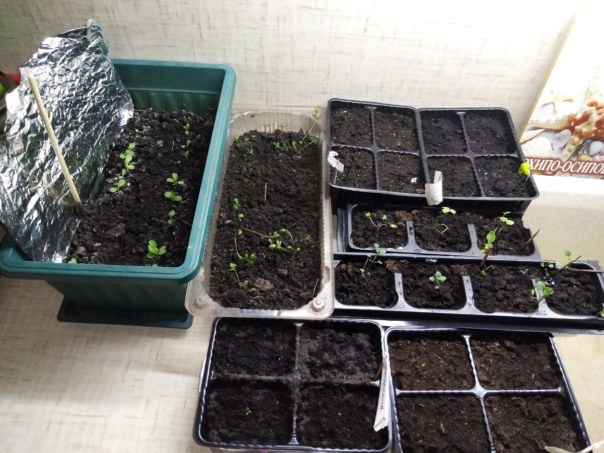 В зелёном ящике эхинацеи розовая и белая, правее пиретрум, наперстянка, портулак, дельфиниум, монарда, немезия - покупные семена 