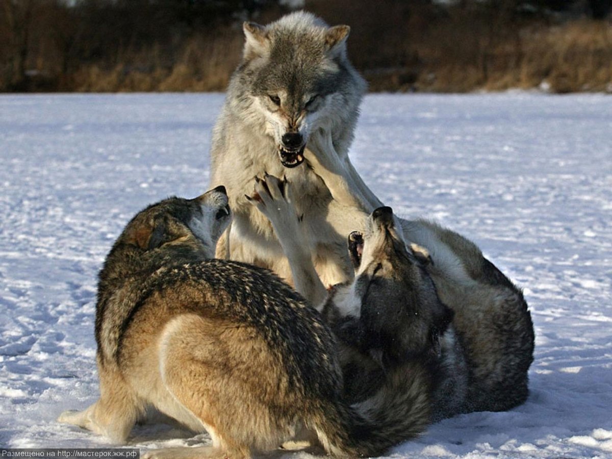 Альфа и бетта- самцы